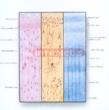 HUMAN MODEL OF SIX LAYERED STRUCTURE OF CEREBRAL CORTEX